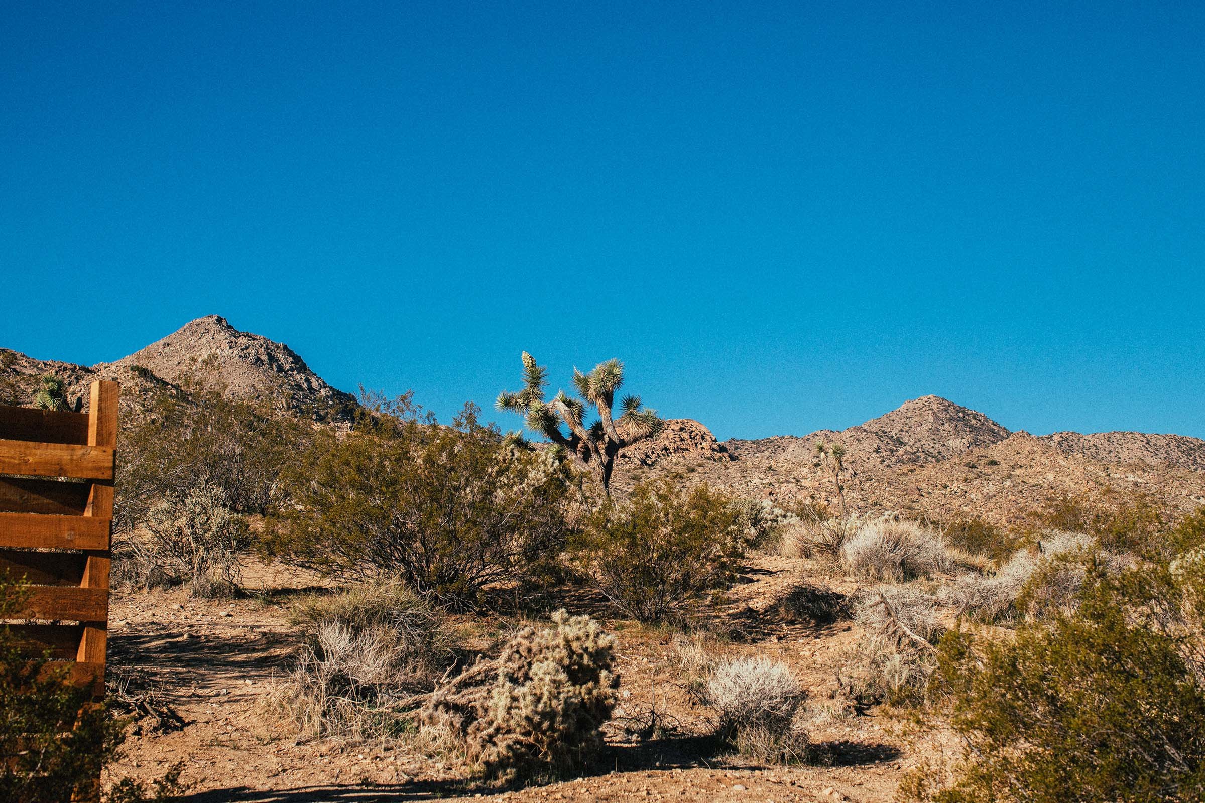 Joshua_Tree_100.jpg