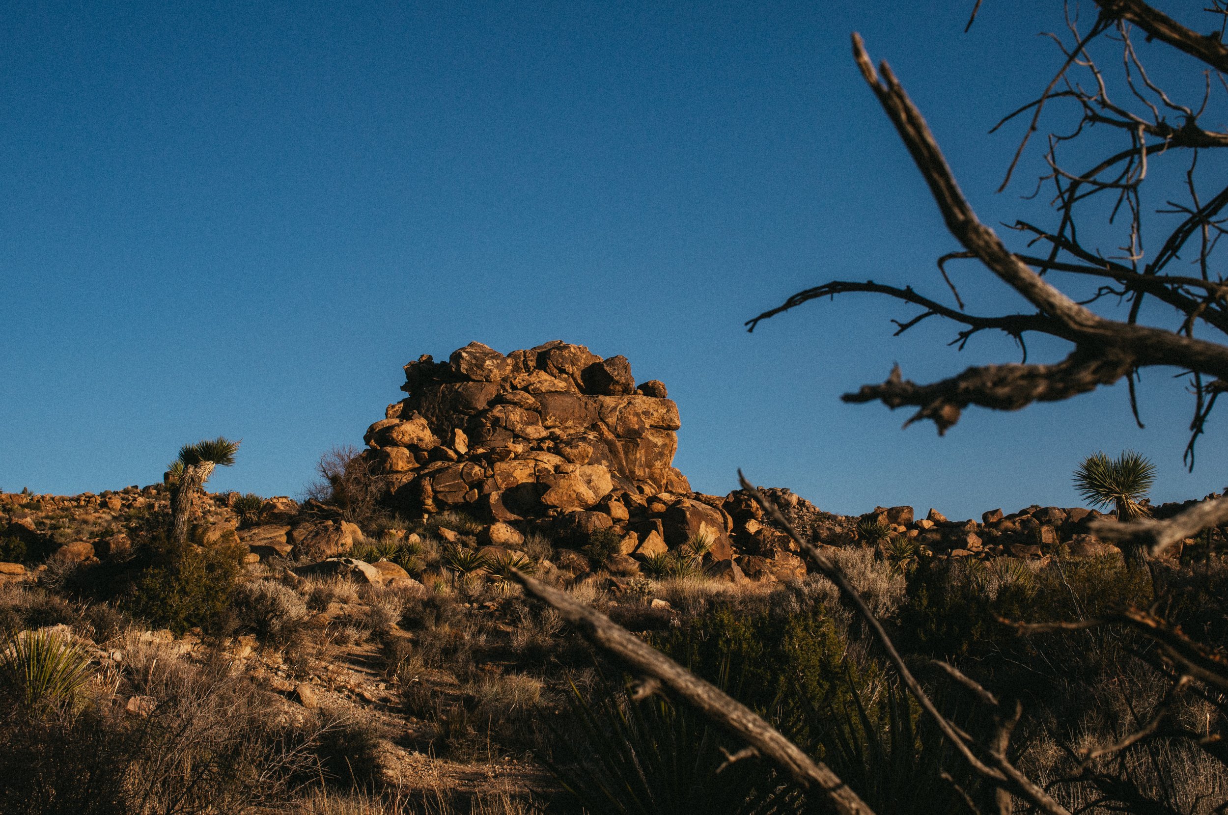 Joshua Tree. National Park. California. San Diego. Palm Springs. Elopement. Joshua Tree elopement photographer.