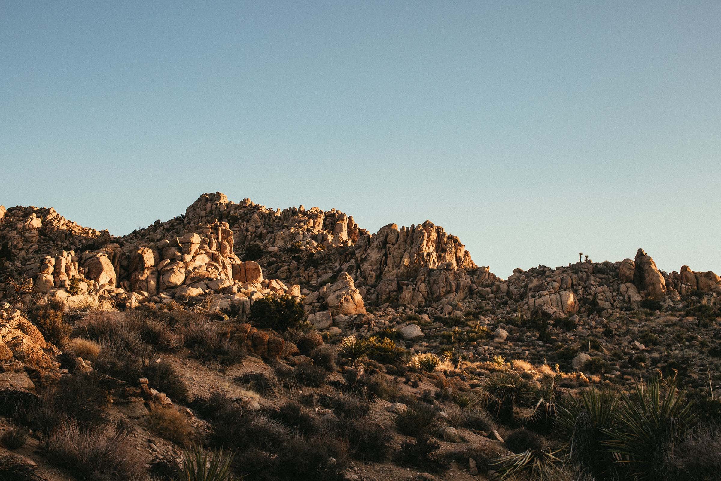 Joshua_Tree_49_palms11.jpg