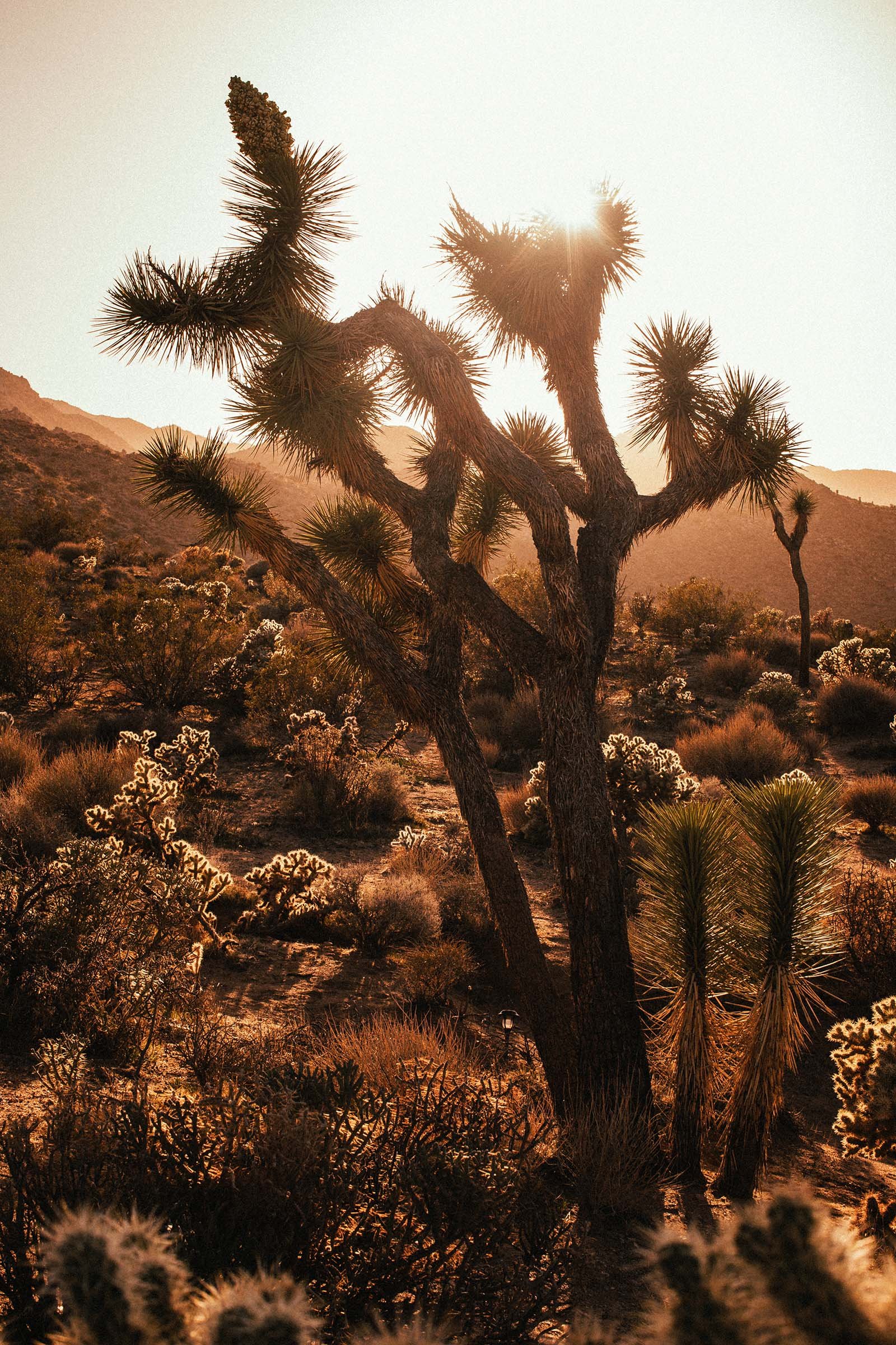 Joshua_Tree_49_palms15.jpg