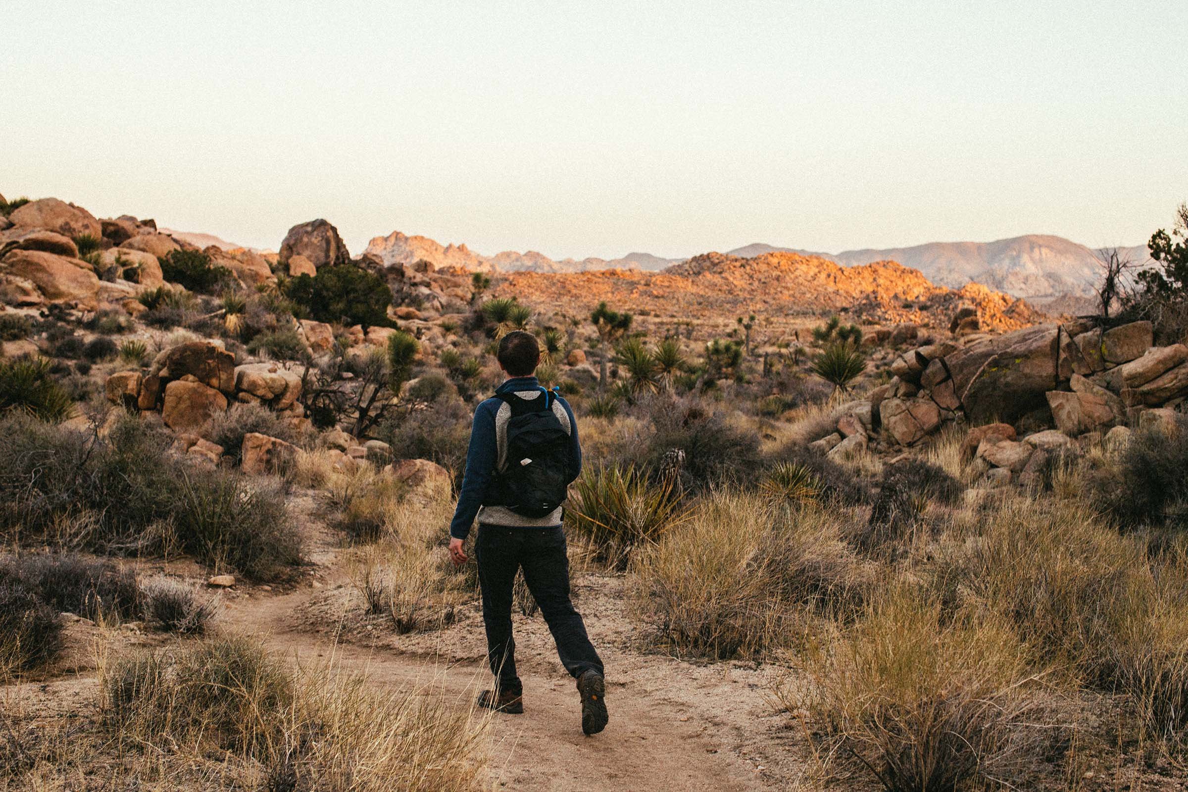 Joshua_Tree_49_palms4.jpg