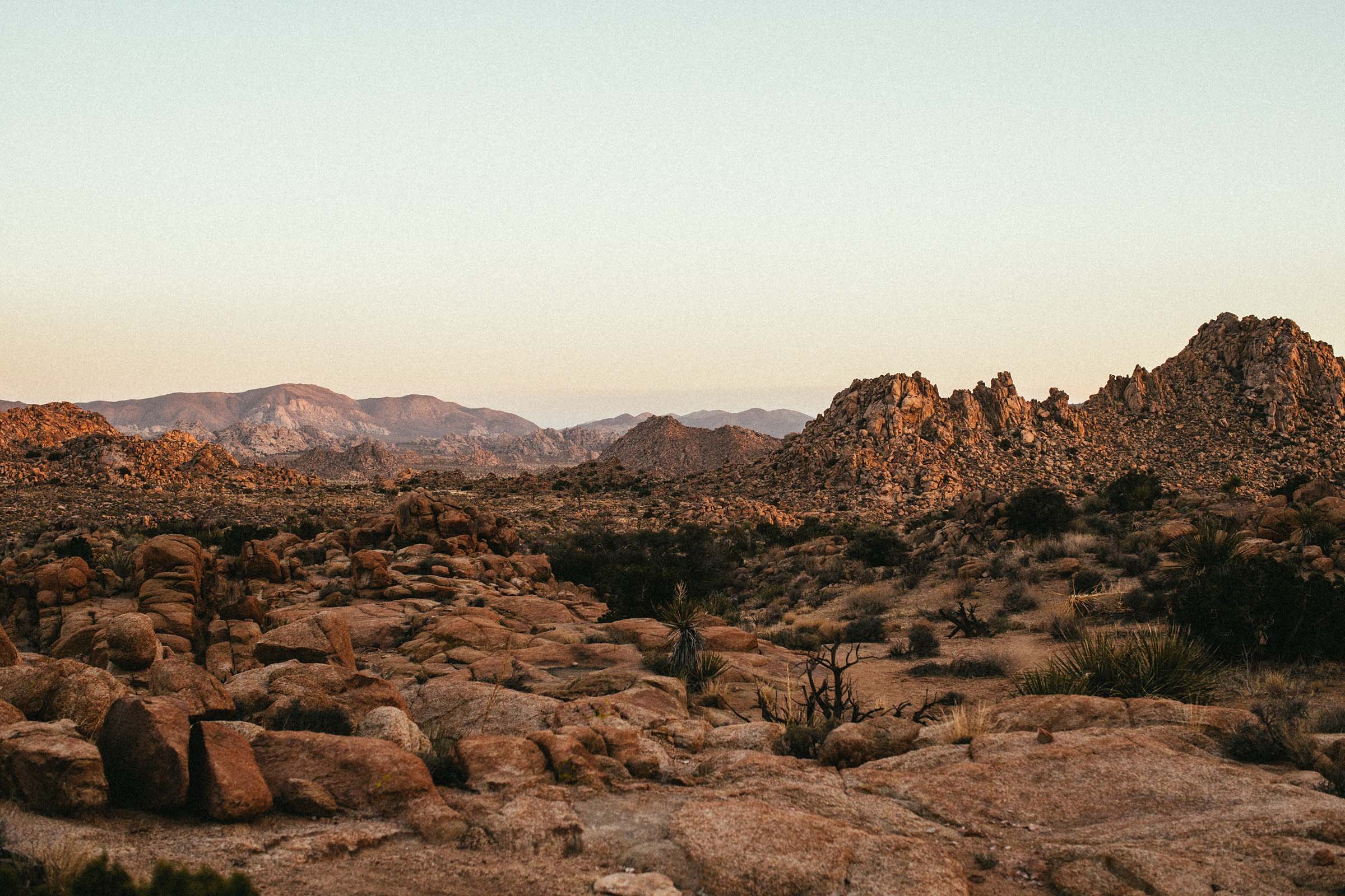 Joshua_Tree_49_palms5.jpg