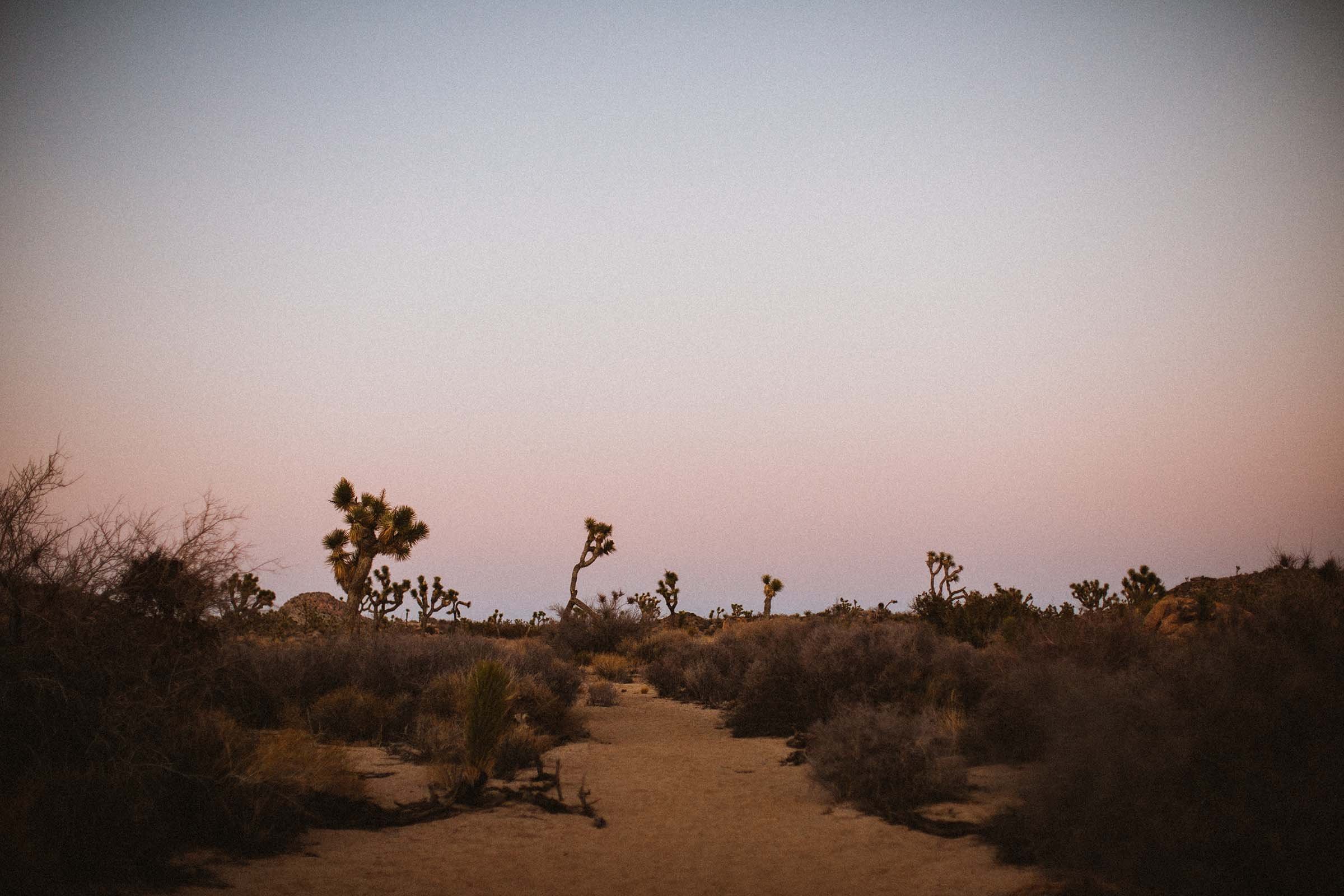 Joshua Tree. National Park. California. San Diego. Palm Springs. Elopement. Joshua Tree elopement photographer.