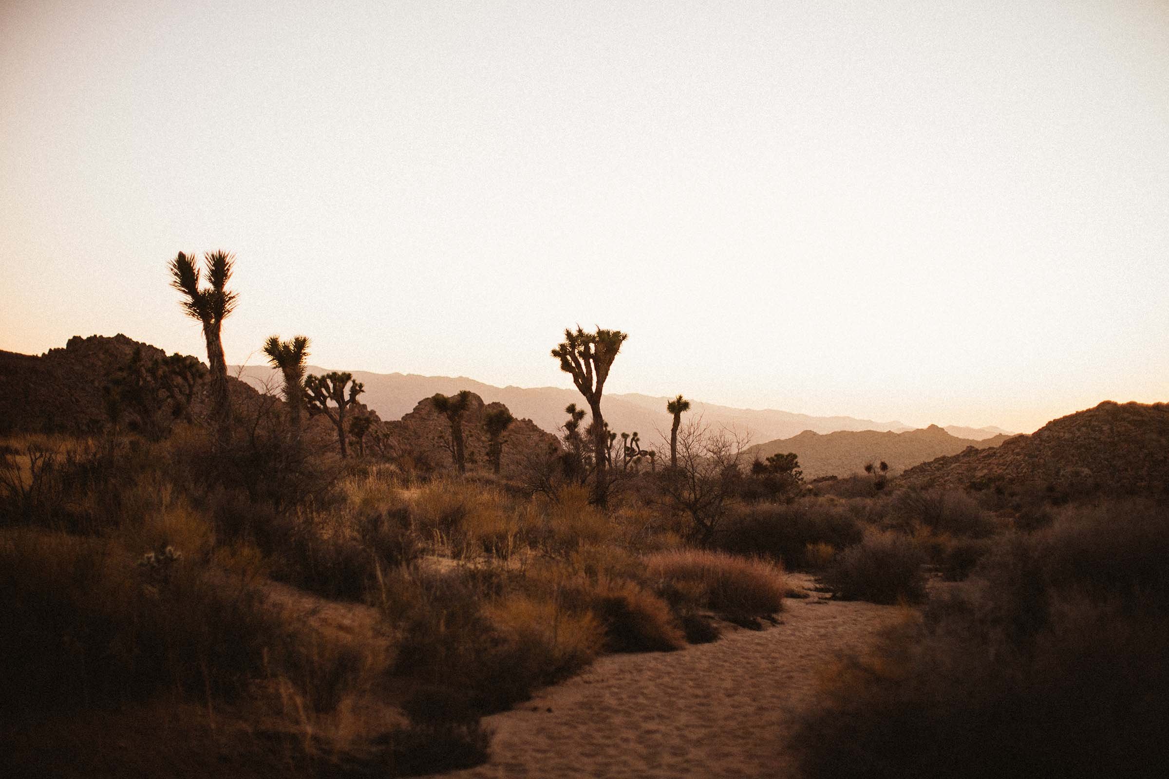 Joshua_Tree_49_palms7.jpg