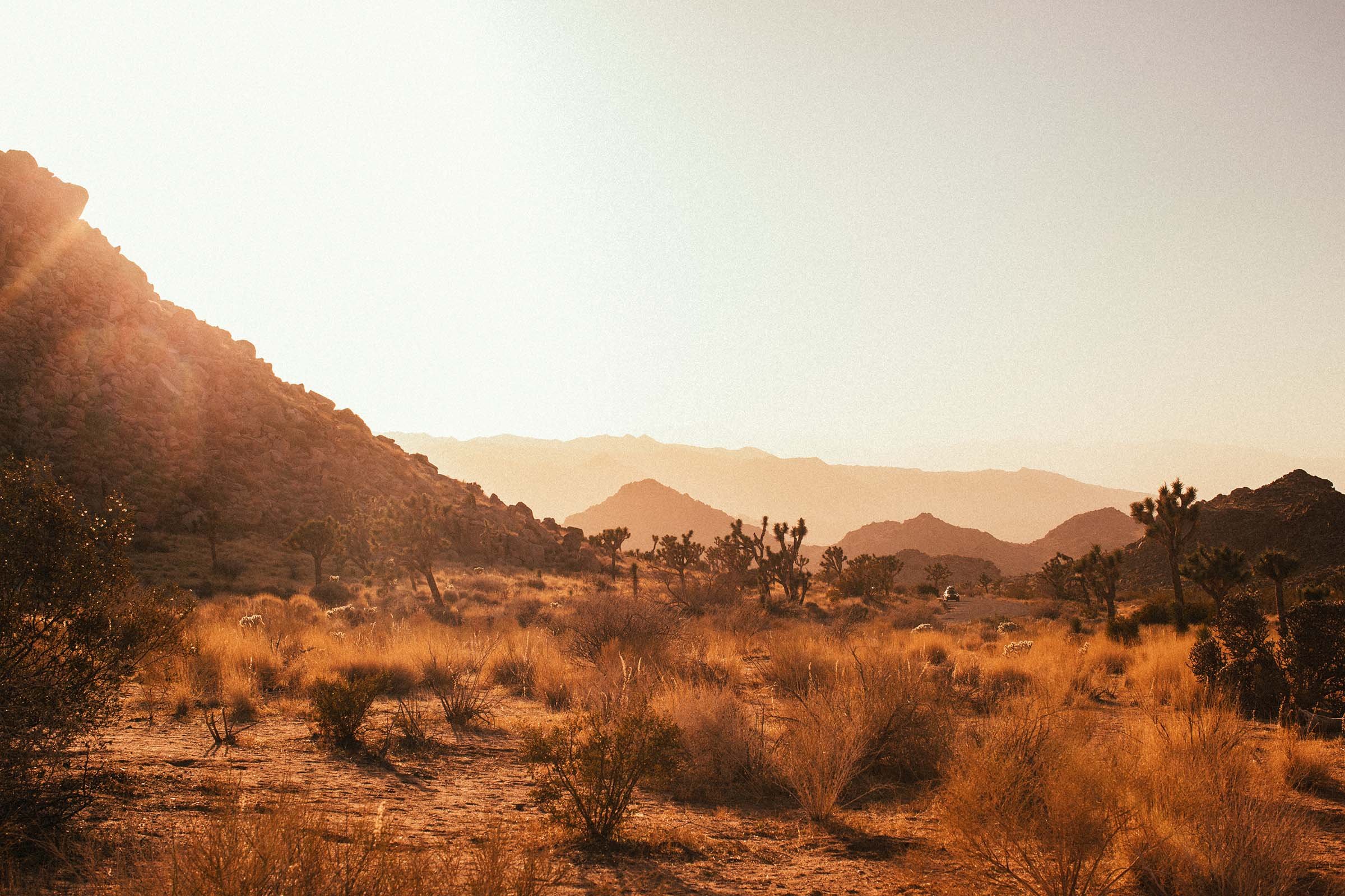 Joshua_Tree_49_palms9.jpg