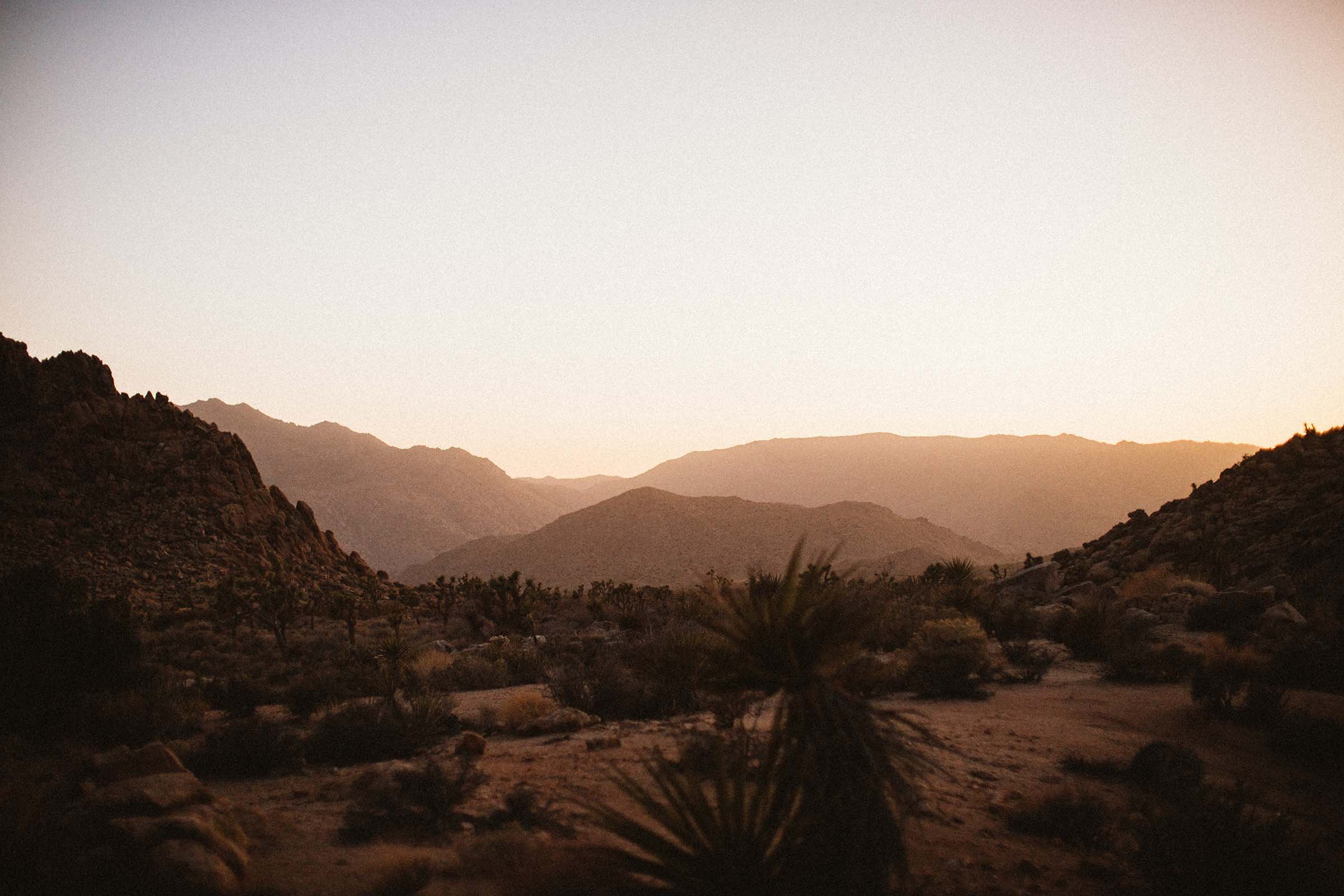 joshua_tree_49_palms.jpg